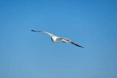 Deniz Martıları, Beyaz Martılar, Uçan Martılar