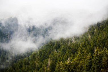 Sis ve Ağaçlar, Yamaçtaki Ağaçlar, Sis Bulutları