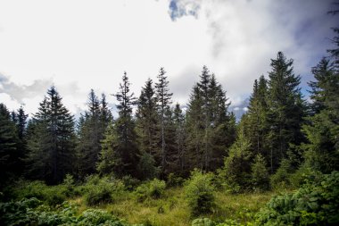 Orman, Ağaç ve Çim