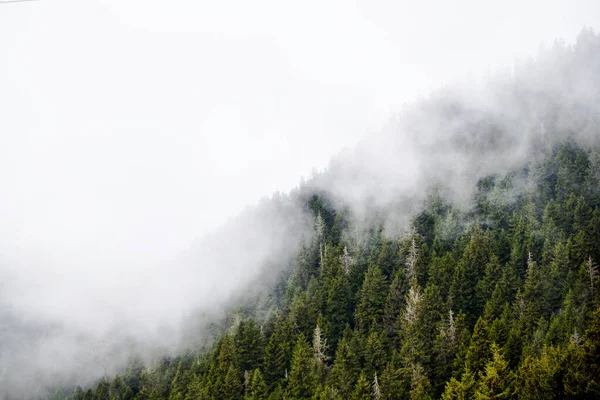 Туман Деревья Деревья Склоне Туманные Облака — стоковое фото
