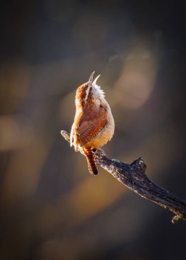 Carolina Wren kuşu bir dala tünemiş şarkı söylüyor. Kuş uzun kuyruklu, küçük ve kahverengidir. Kuş öterken ve etrafındakilerin tadını çıkarırken, görüntü huzurlu ve huzurlu bir ruh haline sahip.