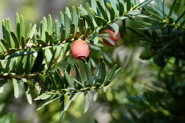 Taxus baccata, Taxaceae familyasından bir kozalaklı ağaç türü..