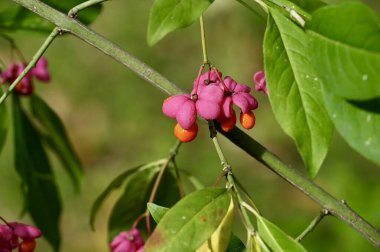 Bir Milli ağacının meyvelerini kapat (Euonymus europaeus)