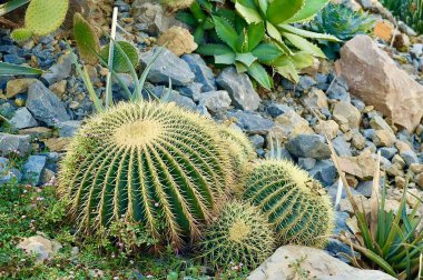 kaktüsler Botanik Bahçesi içinde 