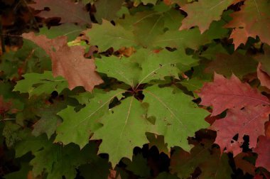 Sonbahar yaprakları arka plan. Sonbahar yaprakları arka plan. Sonbahar yaprakları arka plan.