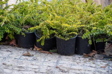 Şehir parkındaki sokakta siyah çömlek bitkileri.