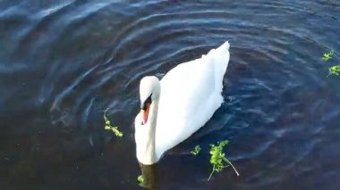 Suda beyaz kuğu. Kapatın. Kuğu doğal ortamında