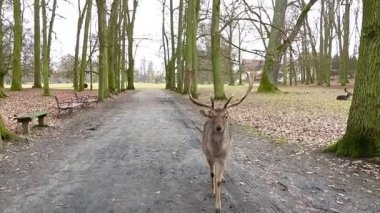 Geyik kameraya doğru yürüyor. Vahşi doğada geyik