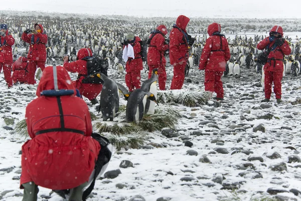 Para pelancong mengamati dan memotret raja penguin . — Stok Foto