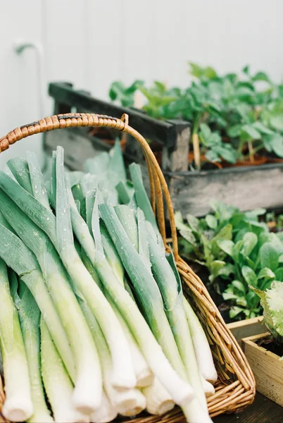 Fresh green garlic — Stock Photo, Image