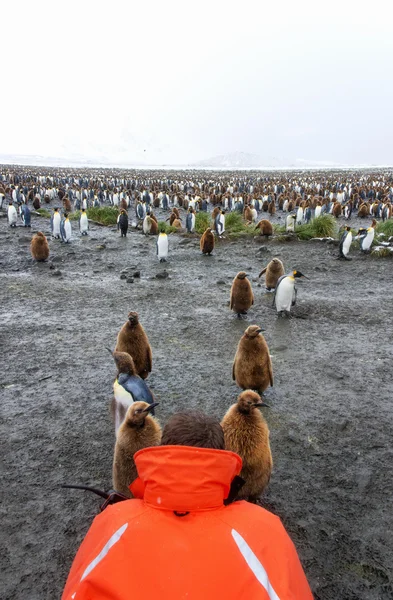 Person photographing king penguins — Stock Photo, Image