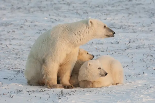 Kutup ayıları aile — Stok fotoğraf