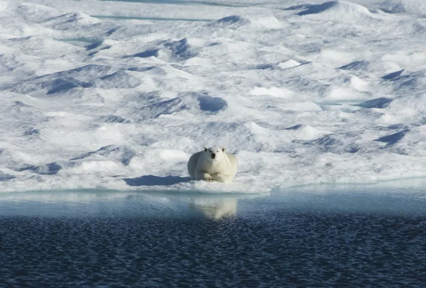 Oso polar acostado sobre hielo —  Fotos de Stock