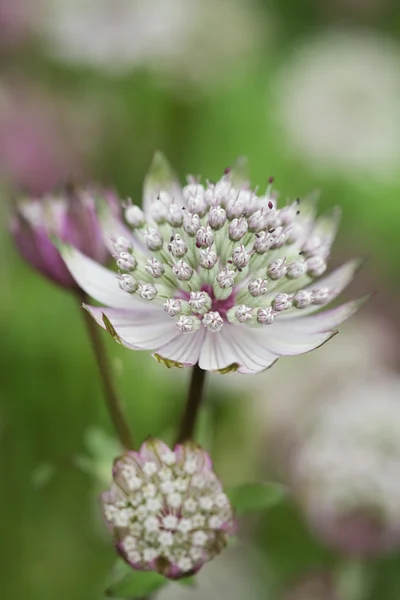 Astrantia bloeiende plant — Stockfoto