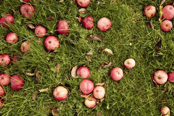 Pommes au cidre sur l'herbe — Photo