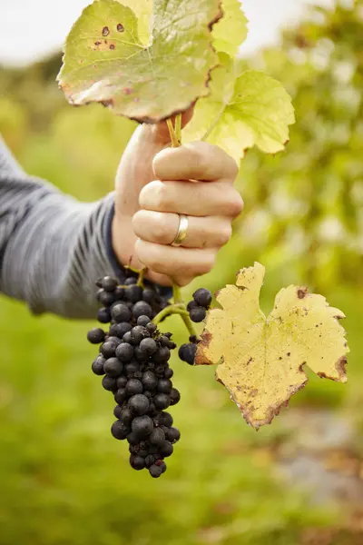 Hand holding bunch of black grapes. — Stock Photo, Image