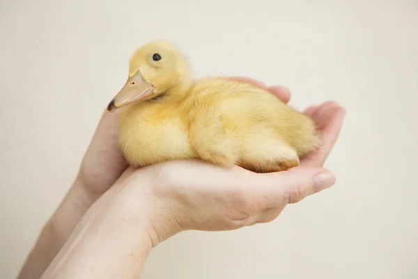 Hand holding a yellow duckling. — Stock Photo, Image