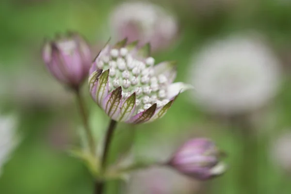 Astrantia 开花植物 — 图库照片