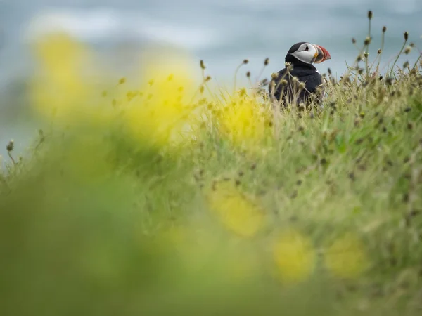 Пухнастий птах у траві — стокове фото