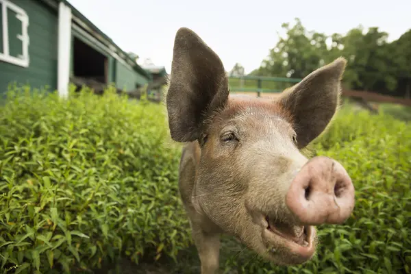 Varken op de biologische boerderij — Stockfoto