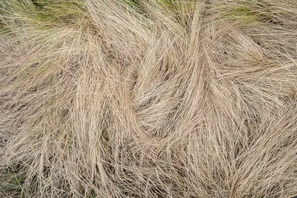 乾燥した夏の草のフィールド クローズアップビュー — ストック写真