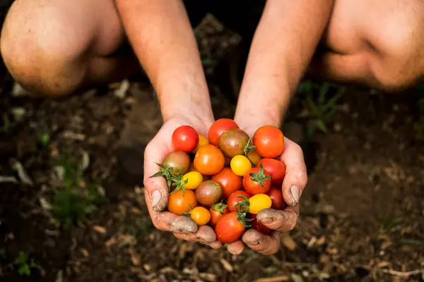 Alto Ángulo Primer Plano Persona Sosteniendo Racimo Tomates Cherry Recién —  Fotos de Stock