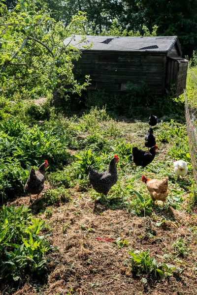 Çiftlikteki Tavuk Kümesinin Dışında Tavuklar — Stok fotoğraf