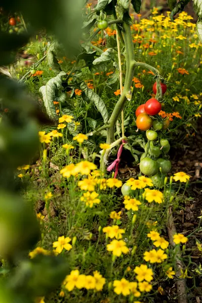 High Angle Close Yellow Flowers Green Ripe Tomatoes Vine — Stock Photo, Image