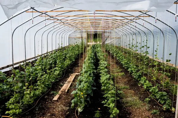 Rader Zucchini Växter Som Växer Poly Tunnel — Stockfoto