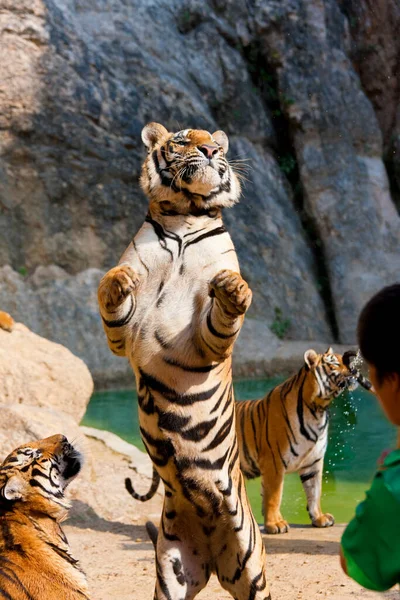 Tigers Captivity Panthera Tigris Corbetti One Hind Legs Indochinese Tiger — Stock Photo, Image