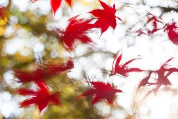 Red Acer Leaves Motion Blur Англия Великобритания — стоковое фото