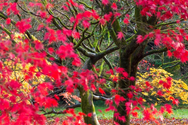 Folhas Outono Árvores Bordo Inglaterra Reino Unido — Fotografia de Stock