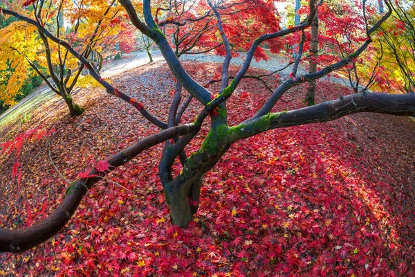 Podzimní Listy Javorových Stromech Anglie Velká Británie — Stock fotografie