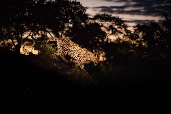 Леопард Panthera Pardus Гуляющий Бревну Ночью Освещенный Прожектором — стоковое фото