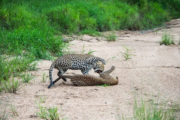 Пара Леопардов Panthera Pardus Дерутся Русле Реки После Спаривания — стоковое фото