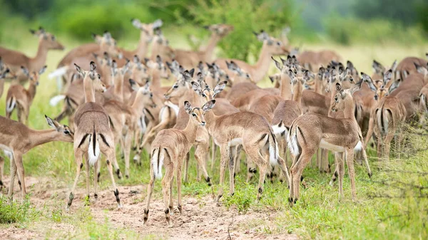 Una Mandria Impala Aepyceros Melampus Uno Sfondo Verde — Foto Stock