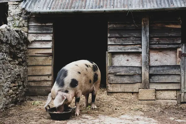 Gloucester Old Spot Sow Sty Feeding Bowl — Stock Photo, Image