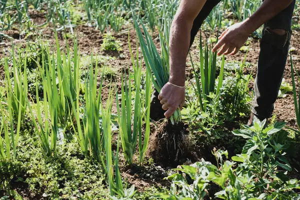 Farmer Standing Field Harvesting Spring Onions — Stock Photo, Image