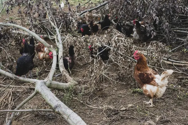 Flock Black Brown Chickens Pecking Branches Fallen Tree — Stock Photo, Image