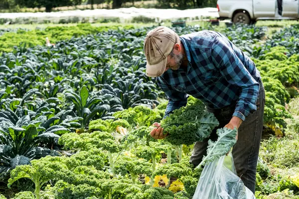 Farmář Stojí Poli Sbírá Kudrnatou Kapustu — Stock fotografie