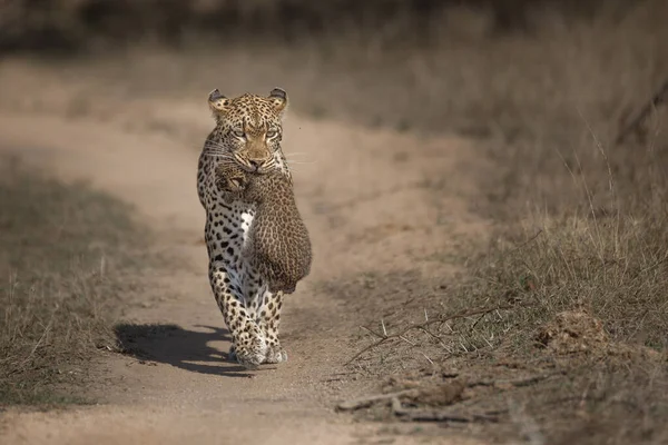 Anne Bir Leopar Pnathera Pardus Yavrusunu Ağzında Taşıyor — Stok fotoğraf