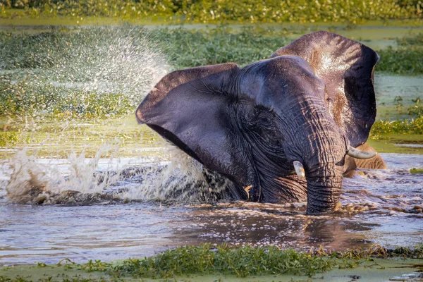 Ein Elefant Loxodonta Africana Schwimmt Einem Wasserloch — Stockfoto