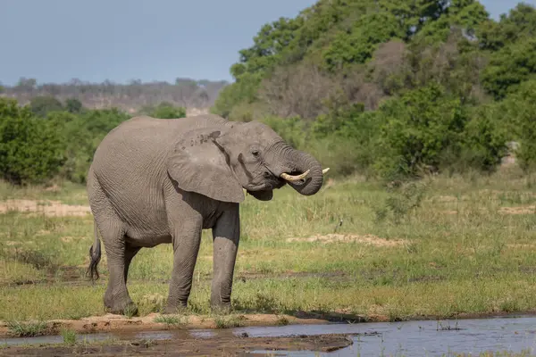 Bir Fil Loxodonta Africana Nehir Kenarından Içiyor Ağızdan Ağıza — Stok fotoğraf