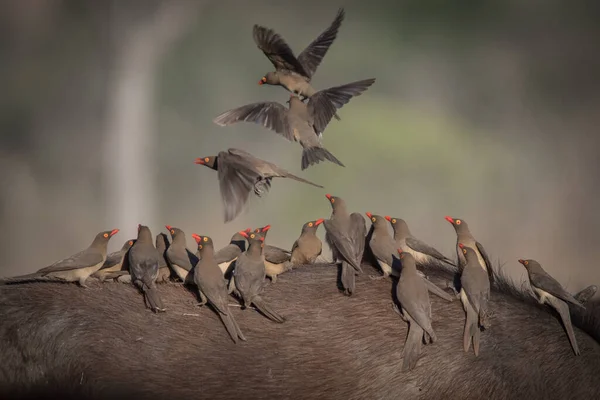 Flock Red Billed Oxpeckers Buphagus Erythrorhynchus Standing Back Fly Bufallo — Φωτογραφία Αρχείου