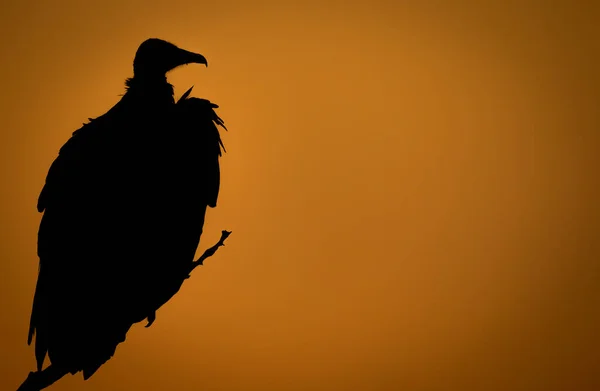 Silhueta Abutre Encapuzado Necrosyrtes Monachus Pôr Sol Sentado Uma Árvore — Fotografia de Stock