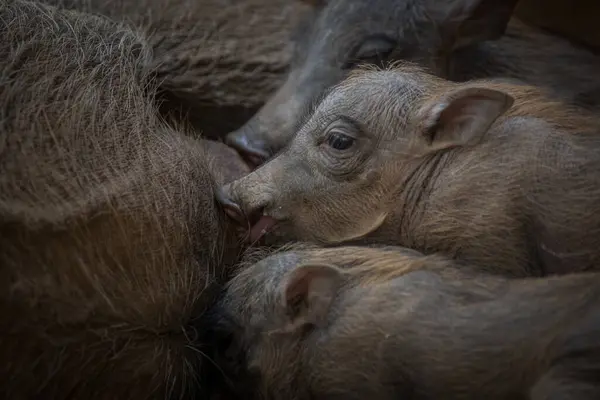 Warthog Piglets Phacochoerus Africanus Suckling Mother — Stock Photo, Image