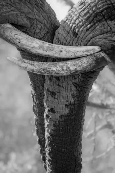 Due Zanne Elefante Loxodonta Africana Che Guardano Fuori Cornice Bianco — Foto Stock