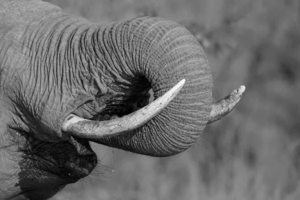 Sloní Chobot Loxodonta Africana Kufru Úst Zatímco Pije — Stock fotografie