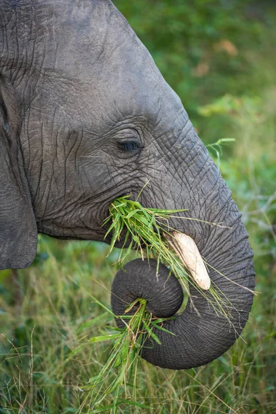 Das Seitenprofil Eines Elefanten Loxodonta Africana Rüssel Gewickelt Beim Fressen — Stockfoto
