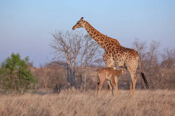 Giraffe Calf Giraffa Camelopardalis Giraffa Suckling Its Mother Blue Sky — Stock Photo, Image